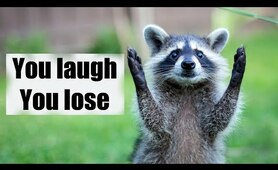 CUTE and FUNNY RACOON Videos Compilation | Симпаичные и забавные виде | Raccoon Lovers | Любите енот