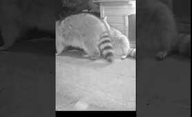 Raccoon lovers on my yard. - captured on my night vision camera