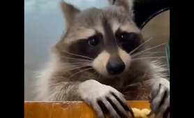 Raccoons Favorite Snack! | Raccoon Lovers