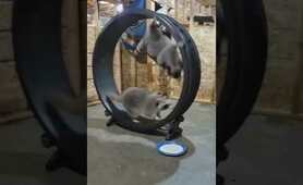 Raccoon playing roller coaster | Raccoon Lovers | Любите енот