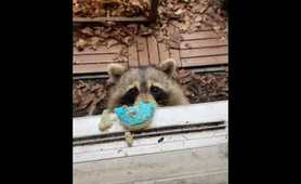 Raccoon take a delicious donut | Raccoon Lovers