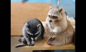 Couple Life ❤❤ Raccoon Lovers #Shorts