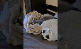 Adorable Raccoon Tricks for Raccoon Lovers