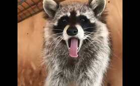 Hungry Raccoons Monday with Buddy