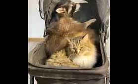 Raccoon and Kitty | Енот и Китти | Raccoon Lovers | Любите енот