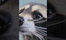 Raccoon Facts You Didn't Know! #facts #racoons #animallovers