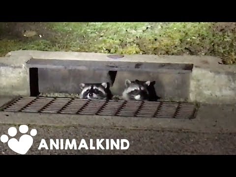 Sneaky raccoons compilation | Animalkind