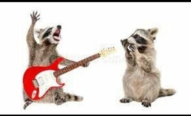 racoon plays guitar | MUST WATCH | Raccoon Lovers