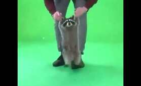 Jumping Raccoon | Raccoon Lovers | Любите енот