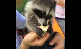 Baby Raccoon | Raccoon Lovers