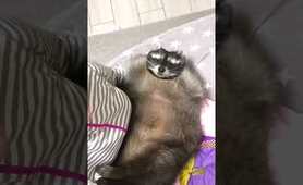 This Raccoon is Handsome and He Knows it..!! | Raccoon Lovers | Любите енот
