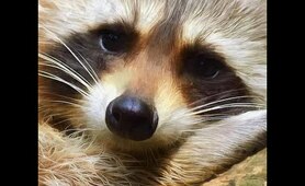 Raccoon playing with favorite new toy | Funny Pet Videos | Raccoon Lovers