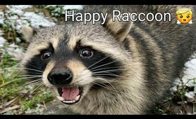 Happy Raccoon Compilations | Raccoon Lovers | Любите енот
