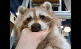 Cute Raccoon | NEW HD | Raccoon Lovers