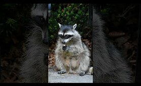 This one&rsquo;s for the racoon lovers #shorts