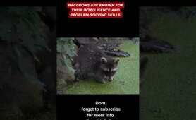 Raccoon Fun Facts for Animal Lovers 