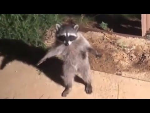 RACCOON T POSE MEME