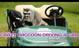 Crazy Raccoon Driving a Car | Raccoon Lovers | Любите енот