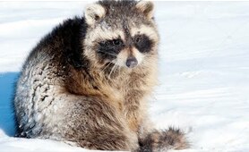 Snow Raccoon | Raccoon Lovers | Любите енот#Short