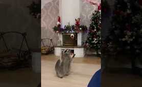He like play with charismas decoration | Raccoon Lovers | Любите енот