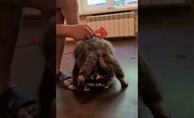 Raccoon Lovers | Любите енот