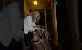 Raccoons Love Cookies