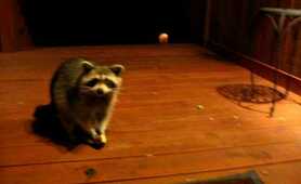 Raccoons love cookies