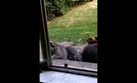 Raccoons love cookie