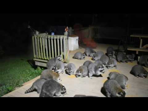 Massive Raccoon Feeding