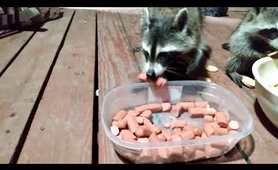 Raccoon Babies love cookies!!!!