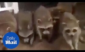 These raccoons love Cookie Crisp - Daily Mail