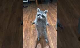 Raccoon Gets a Cookie || ViralHog