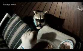 Raccoons Love Cookies