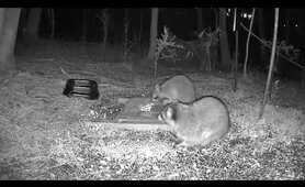 Raccoons Love Cookies