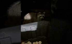 Wild raccoons love cookies❣️ #trending #raccoon #nature