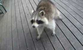 RACCOONS OATMEAL RAISON COOKIES