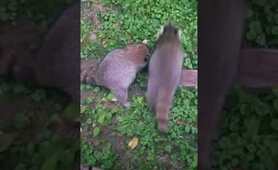 Baby raccoons love cookies