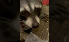 Raccoons love Cookie Crisp