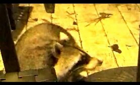 Raccoons love cookies!