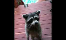 Mamma Raccoon loves cookies
