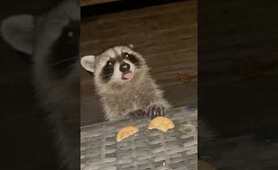 Baby raccoon loves peanut butter cookies. So cute.