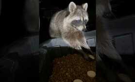 Raccoons take the cookies and run #raccoonwhisperer #love #funnyanimals