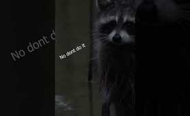 Raccoon  obsessing over cookie