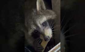 Wild raccoons love cookies❣️#raccoonwhisperer #calmdown #cuteanimals