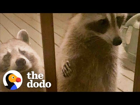 Wild Raccoon Introduces Woman To Her Daughter...And Granddaughter | The Dodo Faith = Restored