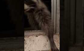 Raccoons love their cookies❣️#shorts #raccoons #nature