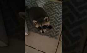 Raccoons love cookies! 