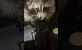 Raccoon fishing for cookies #animals #love #raccoonwhisperer