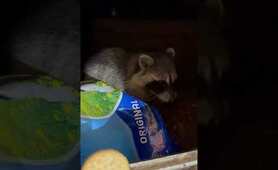 Raccoons love their cookies! #shorts #raccoons