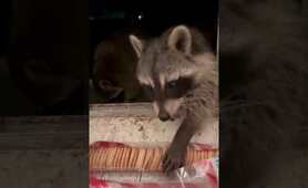 Raccoon helps himself to cookies. #shorts #raccoons #nature